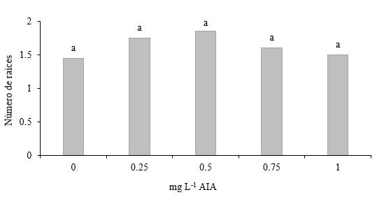 Número de raíces en segmentos de tallo con dos
entrenudos con yema apical.