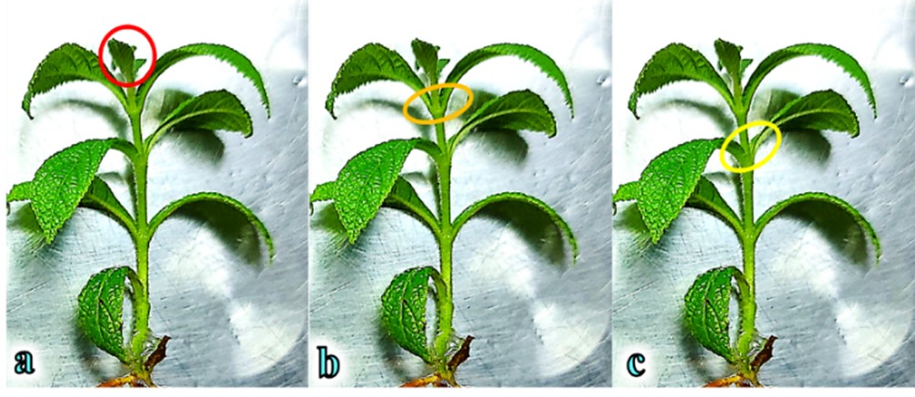 Extracci&oacute;n de yemas individuales. a) segmento de tallo con
el primer entrenudo,  

b) segmento de
tallo con el segundo entrenudo y c) segmento de tallo con el tercer entrenudo.