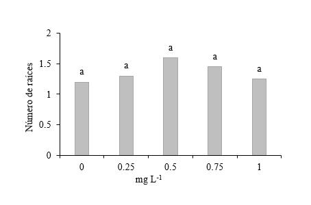N&uacute;mero de ra&iacute;ces empleando segmentos de tallo
con dos entrenudos sin yema apical.