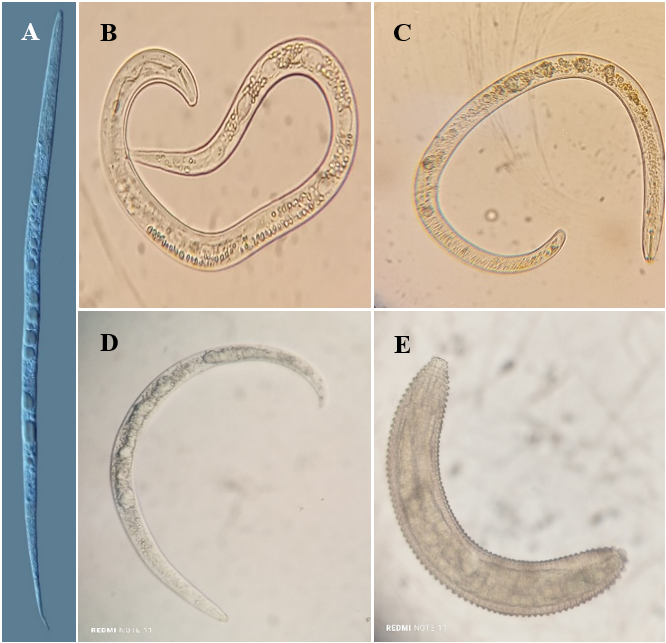 Nem&aacute;todos con mayor poblaci&oacute;n asociados a ra&iacute;ces del
cultivo de guayaba. 

A) Meloidogyne, B) Tylenchus, C) Helocotylenchus,
D: Rotylenchus, E: Criconemoides.