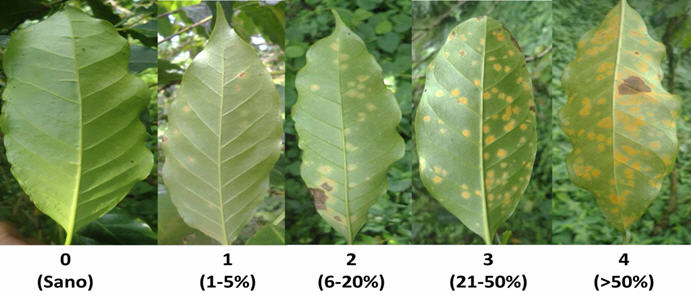 Escala de severidad de
roya del café según sintomatología
