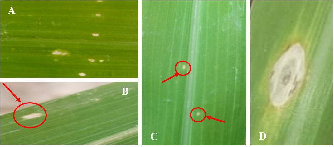 Sintomatología en hojas de maíz inoculadas con Pseudomonas syringae