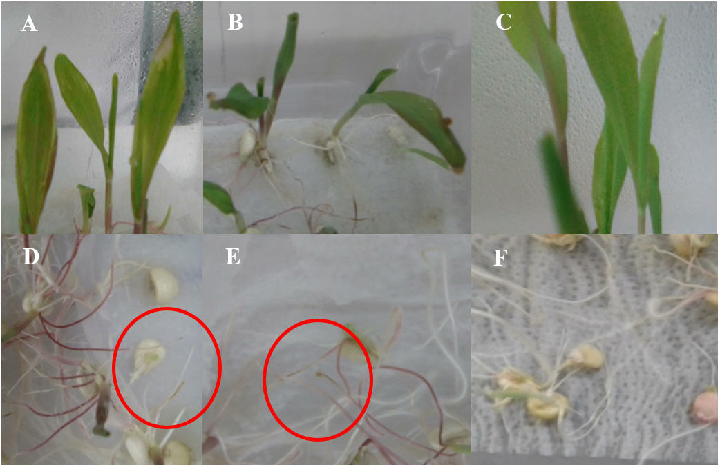 Síntomas
observados en plántulas de maíz. 