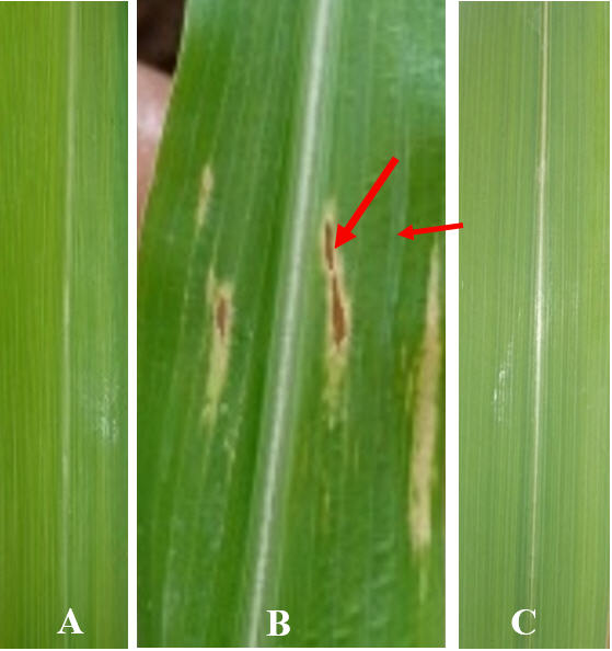 Sintomatolog&iacute;a en plantas de ma&iacute;z
inoculadas con Burkholderia andropogonis
