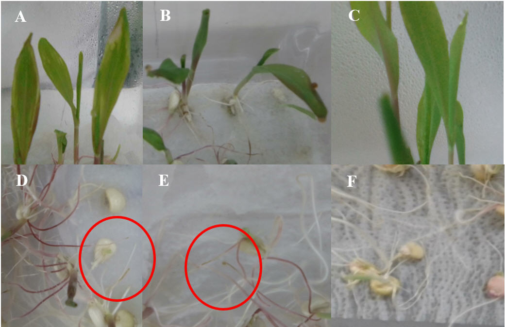S&iacute;ntomas
observados en pl&aacute;ntulas de ma&iacute;z. 