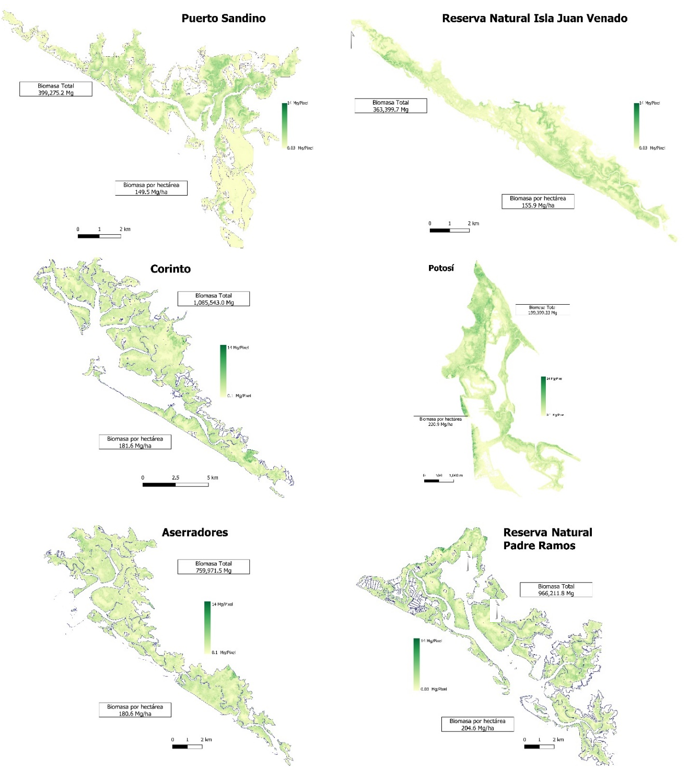 Distribución de biomasa en seis sistemas
de manglar del Pacífico Norte de Nicaragua.