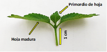 Esqueje herbáceo de Lantana.