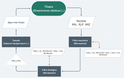 Ciclo del nitrógeno en el sistema acuapónico tilapia – tomate.