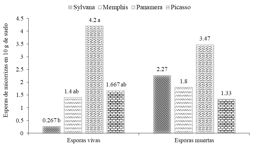 Densidad poblacional de HFMA (esporas vivas y muertas) provenientes del suelo según variedades de papa.