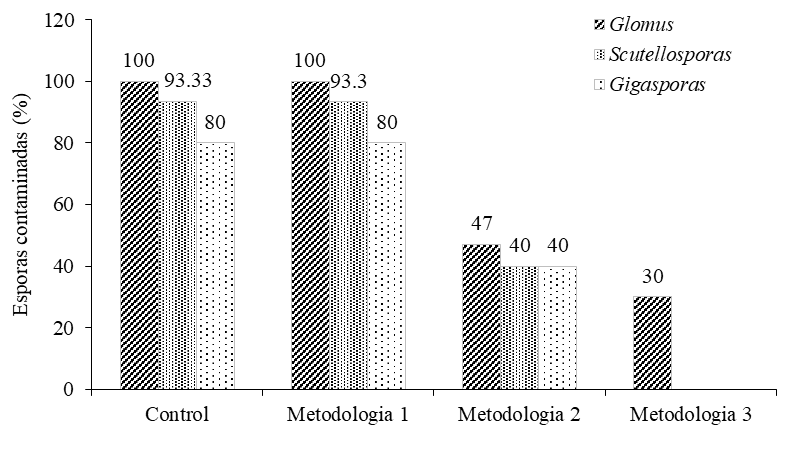 Porcentaje de esporas contaminadas según metodología de desinfección y géneros de micorrizas.