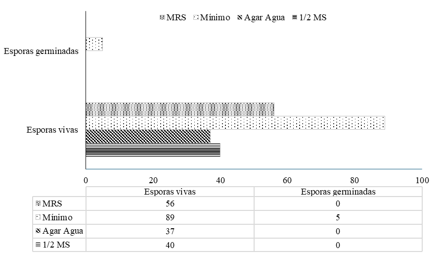 Número de esporas vivas y germinadas a los siete días en diferentes medios de cultivos.