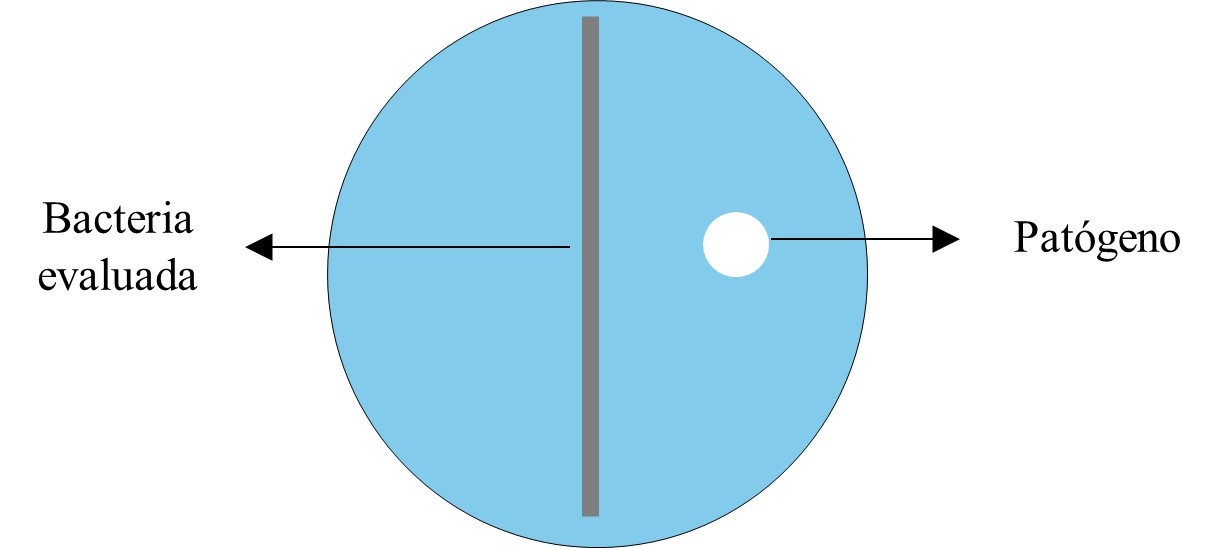 Representación de prueba de inhibición de B. subtilis sobre P. infestans.