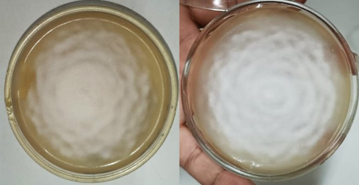 Colonia de Phytophthora infestans en medio V8 con características de crecimiento roseteado