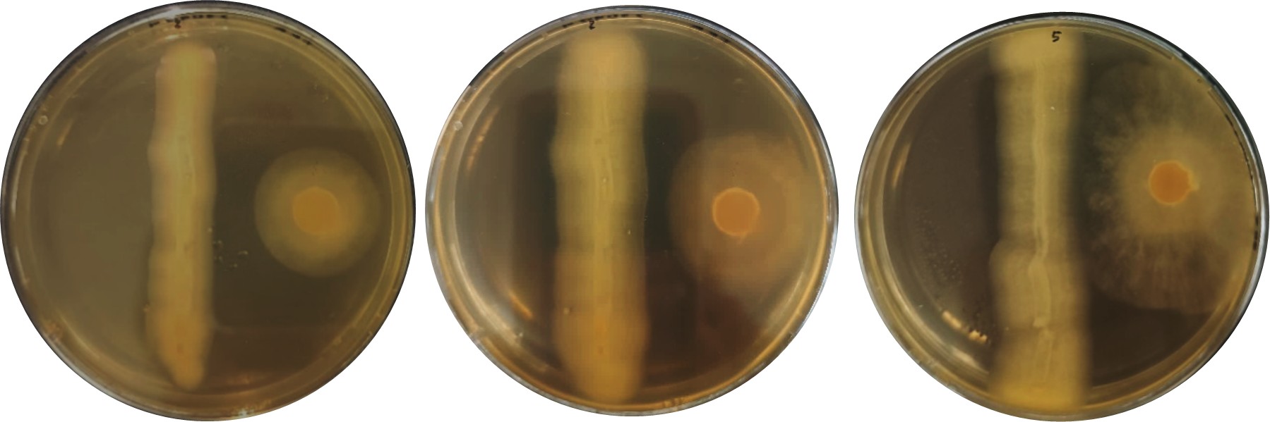 Inhibición de Bacillus subtilis sobre aislados de Phytophthora infestans; A: FER, B: FEZ y C: FRJ.