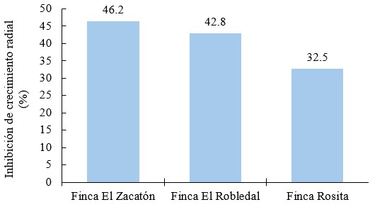 Inhibición de crecimiento radial (%) a las 144 horas después de la incubación de P. infestans, con aislados de Trichoderma sp