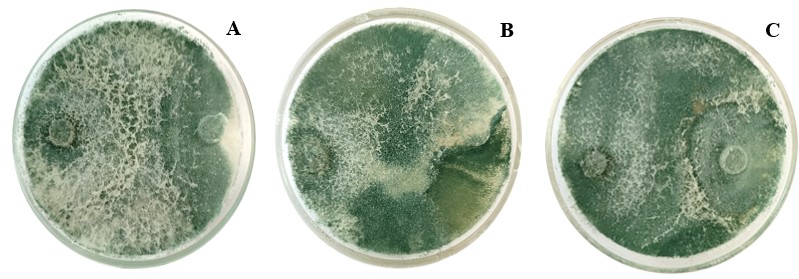 Antagonismo por competencia ejercido por Trichoderma sobre aislados de Phytophthora infestans; A: finca el Robledal, B: finca El Zacatón y C: finca Rosita.